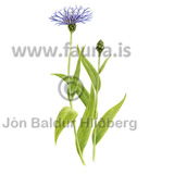 Fjallakornblm - Centaurea montana - Velji yfirflokk - Velji undirflokk