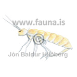 Springtail sp. - Collembola sp. - otherinverebrates - Velji subcategory