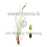Common, Black sedge - Carex nigra - Monocotyledones - Cyperaceae