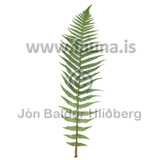 Common male fern - Dryopteris filix-mas - Velji category - Velji subcategory