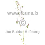Fjallapuntur - Deschampsia alpina - Velji yfirflokk - Grasatt