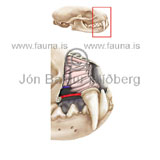 bones nasal furrows in mink -  Mustela vision - educational - Velji subcategory