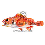 Blackbelly rosefish - Helicolenus dactylopterus - rockfishscorpionfishes - Scorpaeniformes