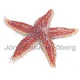 Common starfish - Asterias rubens - otherinverebrates - Echinodermata