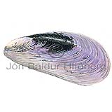 Horse Mussel - Mytilus modiolus - Molluscs - Mollusca