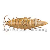 Isopod sp. - Idotea granulosa - Crustaceans - Crustacea