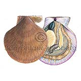 Iceland Scallop - Chlamys islandica - Molluscs - Mollusca
