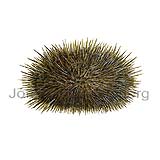 Sea Urchin - Strongylocentrotus droebachiensis - otherinverebrates - Echinodermata