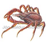 Toad Crab - Hyas araneus - Crustaceans - Crustacea