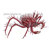 Crab sp. - Neolithodes grimaldii - Crustaceans - Crustacea