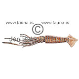 European flying Squid  - Todarodes sagittatus sagittatus - Molluscs - Mollusca