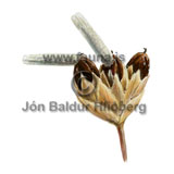 Sefpysja - Coleophora alticolella - skordyr - Skordr
