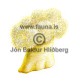 Sea lilie - Crinoidea - otherinverebrates - Echinodermata