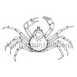 Toad Crab - Hyas araneus - Crustaceans - Crustacea