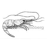 Shrimp Prawn - Pandalus borealis - Crustaceans - Crustacea
