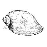  - Lymnea peregrea - Molluscs - Mollusca
