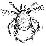 Hydrachenellae sp. - Acarina sp. - otherinverebrates - Arachnida