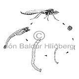 Chironomid Midge sp. - Chironomus islandicus - Insects - Insecta