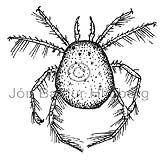 Hydrachenellae - Acarina - otherinverebrates - Arachnida
