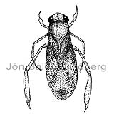 Waterbug, water boatman - Arctocorisa carinata - Insects - Insecta