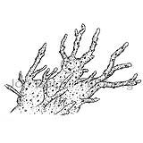 Svampur - Porifera sp. - adrirhryggleysingjar - Svampar