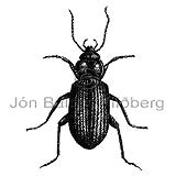 Nebria gyllenhali - Ground Beetle - Insects - Insecta