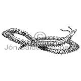 Burstaormur - Polychaeta sp. - adrirhryggleysingjar - Liormar
