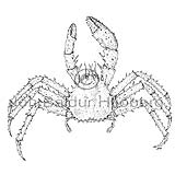 Crab sp. - Lithodes maja - Crustaceans - Crustacea