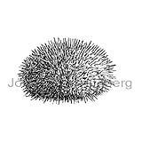 Sea Urchin sp. - Strongylocentrotus droebachiensis - otherinverebrates - Echinodermata
