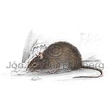 House Mouse - Mus musculus - rodents - Rodentia
