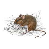 Long-tailed Field Mouse - Apodemus silvaticus - rodents - Rodentia