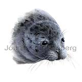 Harp seal - Phoca groenlandia - Seals - Pinnipedia