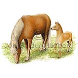 Hestur - Equus caballus - grasbitar - Velji undirflokk