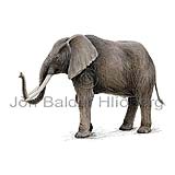 African elephant - Loxodonta africana - Herbivores - proboscidea