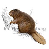 American beaver - Castor canadensis - rodents - Rodentia