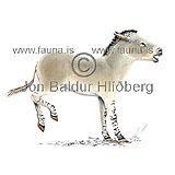 Villiasni - Equus africanus - grasbitar - hofdyr