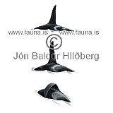 Hhyrningur - Orcinus orca - hvalir - Hvalir