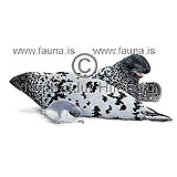 Hooded seal - Cystophora cristata - Seals - Pinnipedia