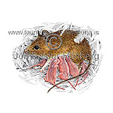 Longtailed field mouse - Apodemus sylvaticus - rodents - Rodentia