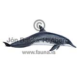 Rough-toothed dolphin - Steno bredanensis - Whales - Cetacea