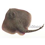Starry Skate - Amblyraja radiata - skatesandrays - Rajiformes