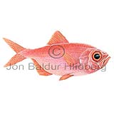 Splendid alfonsino - Beryx splendens - otherfish - Beryciformes