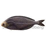 Cornish Blackfish - Schedophilus medusophagus - Perch-likes - Perciformes