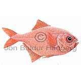 Red Bream Alfonsino - Beryx decadactylus - otherfish - Beryciformes