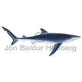 Blue Shark - Prionace glauca - Sharks - Carcharhiniformes