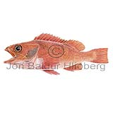 Blackbelly rosefish - Helicolenus dactylopterus - rockfishscorpionfishes - Scorpaeniformes