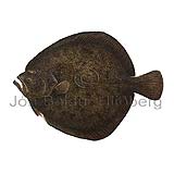 Turbot - Psetta maxima - Flatfishes - Pleuronectiformes