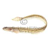 Snake Blenny - Lumpenus lampretaeformis - Perch-likes - Perciformes