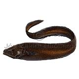 Cusk-eel - Lamprogrammus shcherbachevi - otherfish - Ophidiiformes