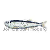 Pearlside - Maurolicus muelleri - lightfishesanddragonfishes - Stomiiformes